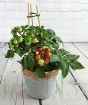 Dwarf cherry tomato