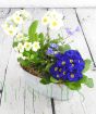Vintage Trough with Primula, Anenome and Ivy