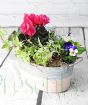 Vintage trough with cyclamen, polka dot, viola and ivy