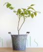 Young walnut tree in metal pail