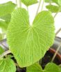 Wasabi leaf