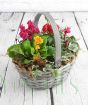 Winter trug with bright flowers