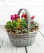 Winter Trug with colourful flowers