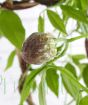 Tight wisteria bud