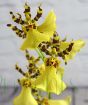 Close up of yellow dancing lady orchid