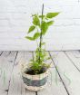 Young dwarf mulberry