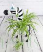 Zebra planter with spider plant