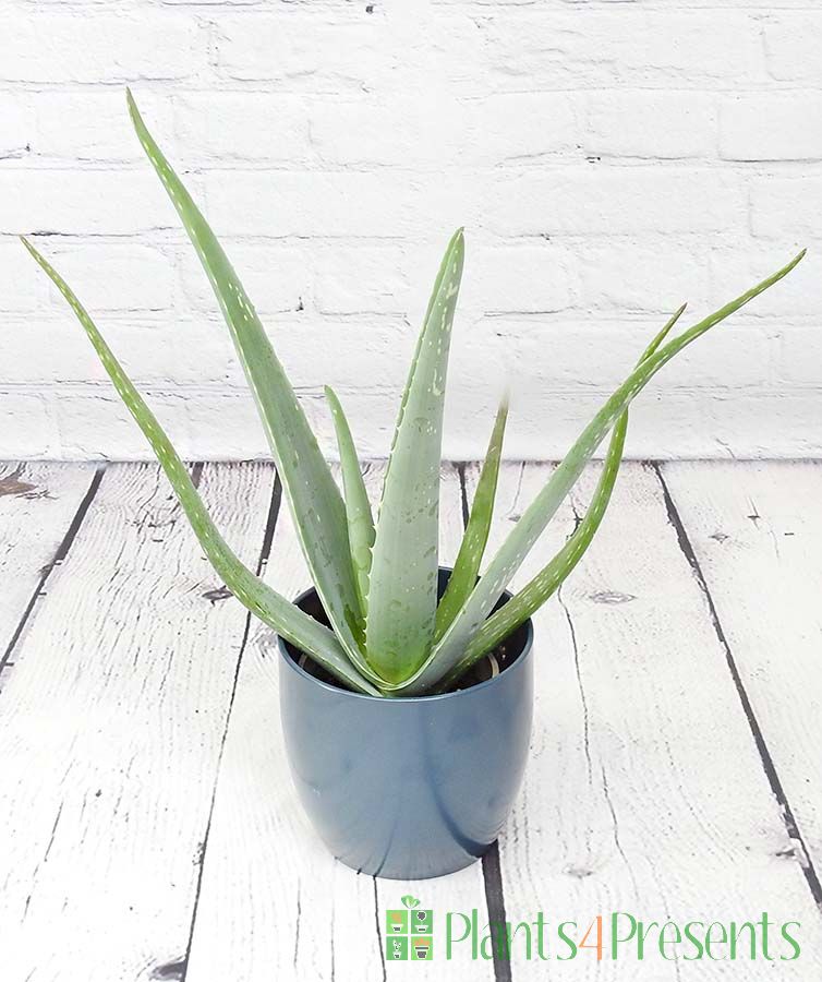 Young Aloe Vera