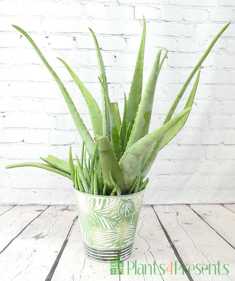 Large aloe