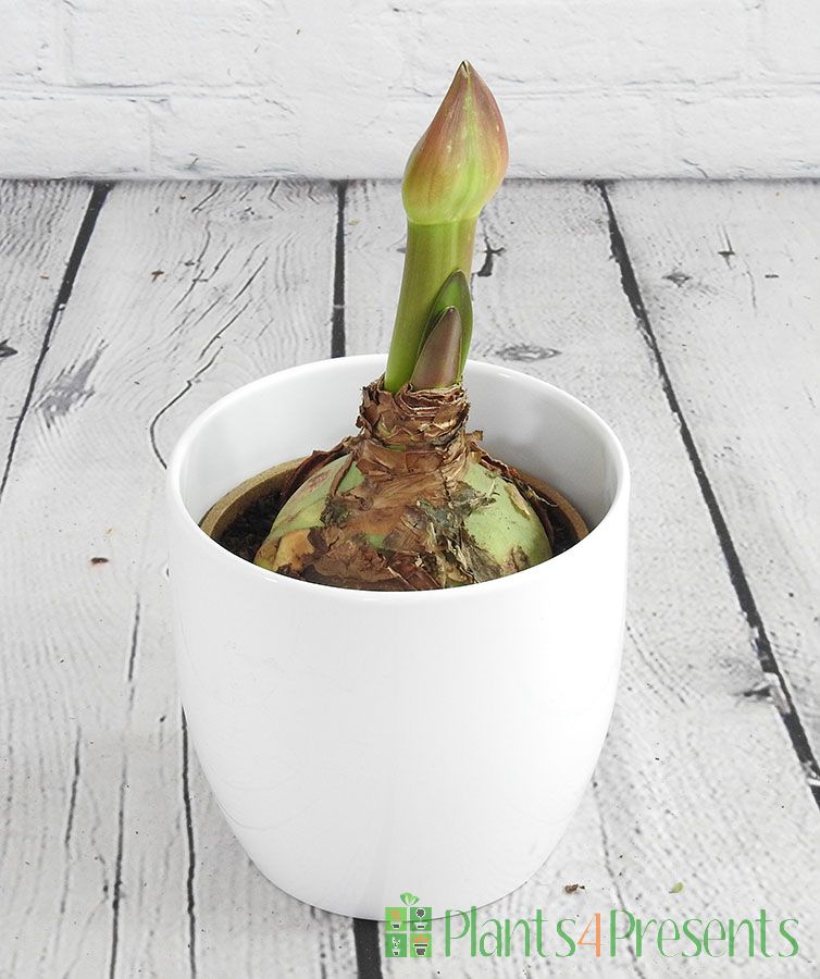 Giant Amaryllis bulb in large white ceramic pot