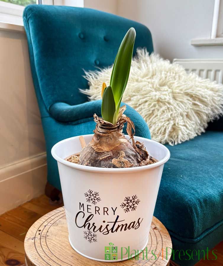 amaryllis white merry xmas pail