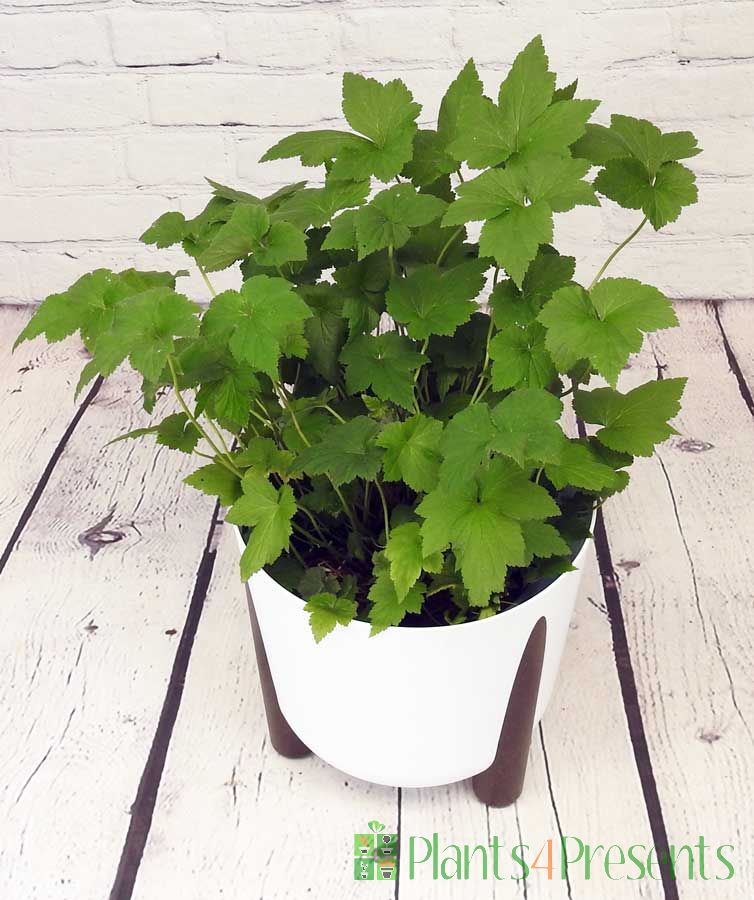 Japanese anemone July 2025 