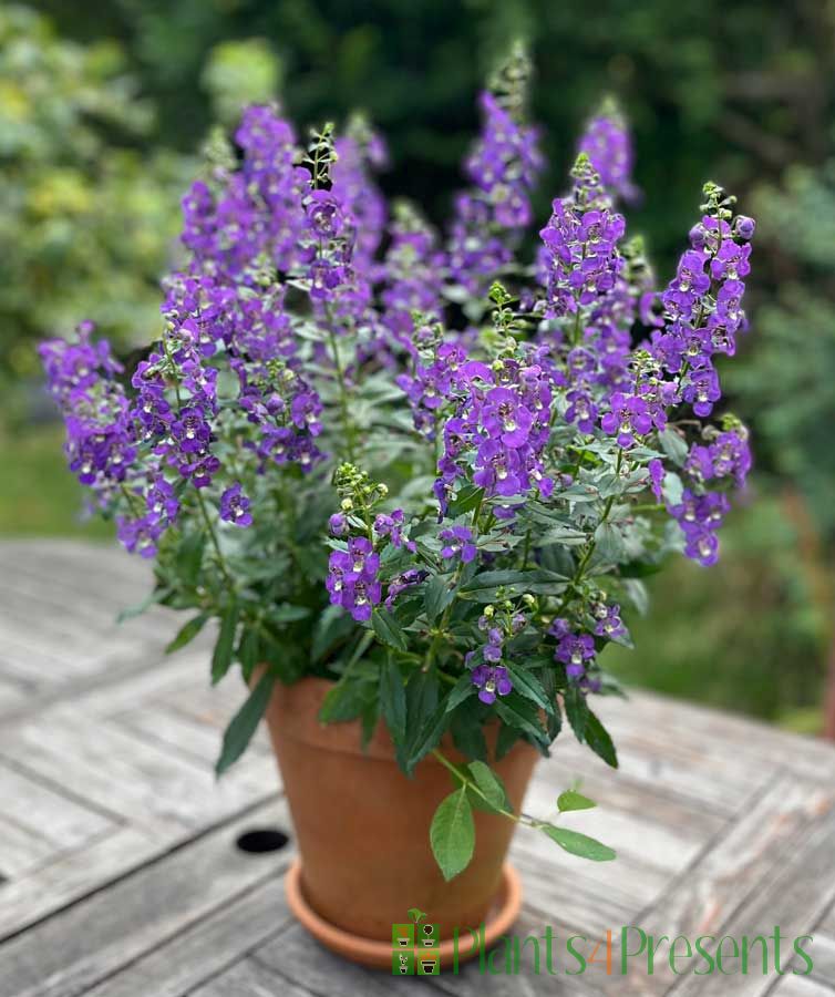 Angelonia in garden