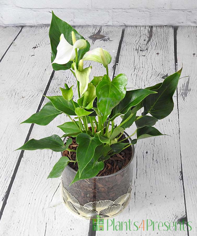 white anthurium