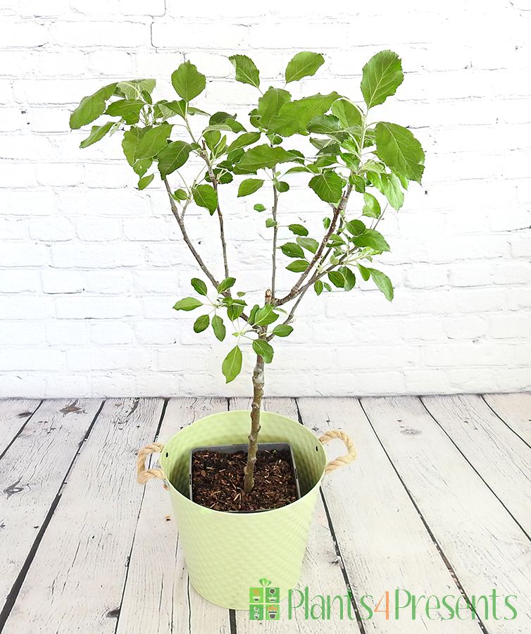 Patio apple tree in May/June