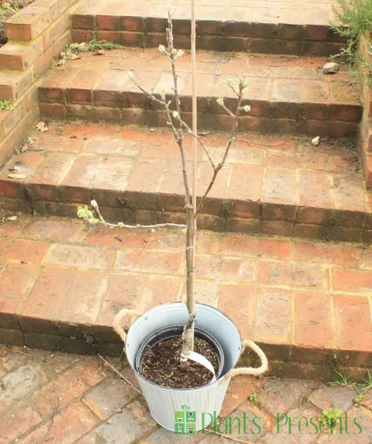 Apple Tree in Bud