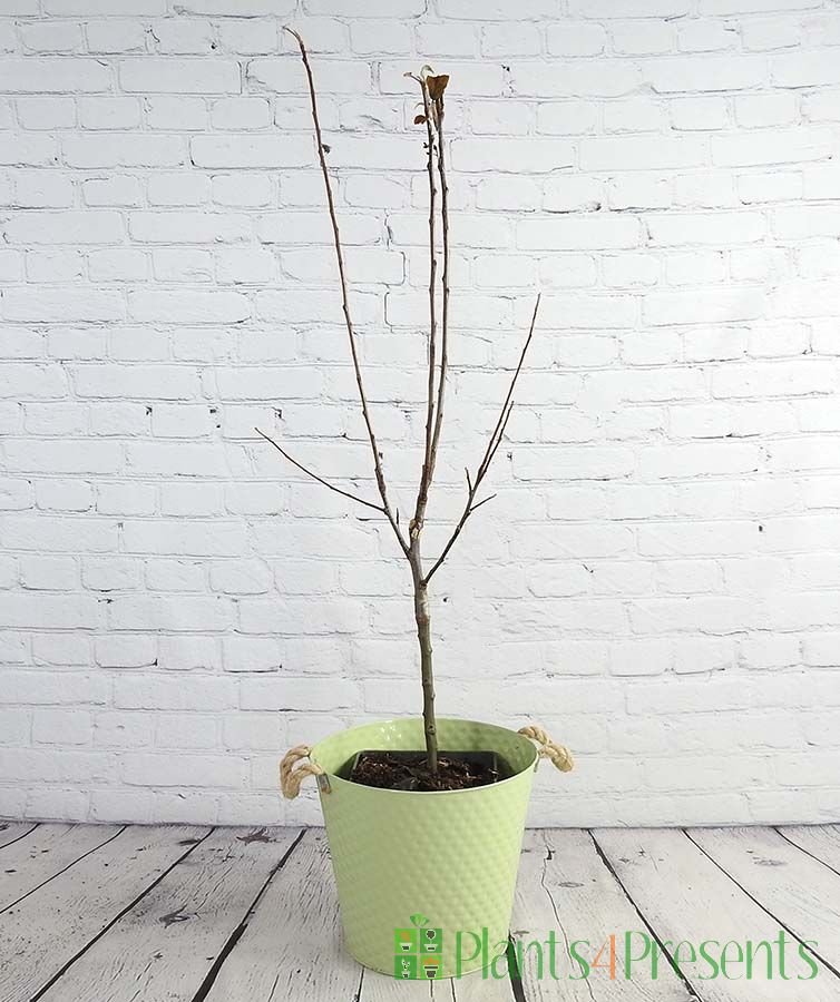 Patio apple tree in spring