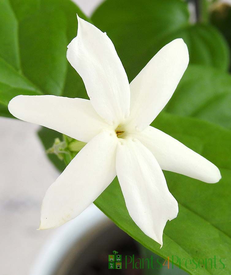 Close up Jasmine Sambac flower