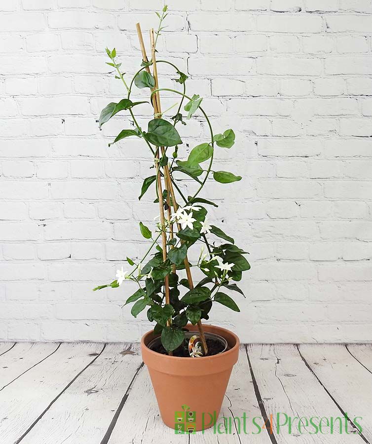 Arabian Jasmine