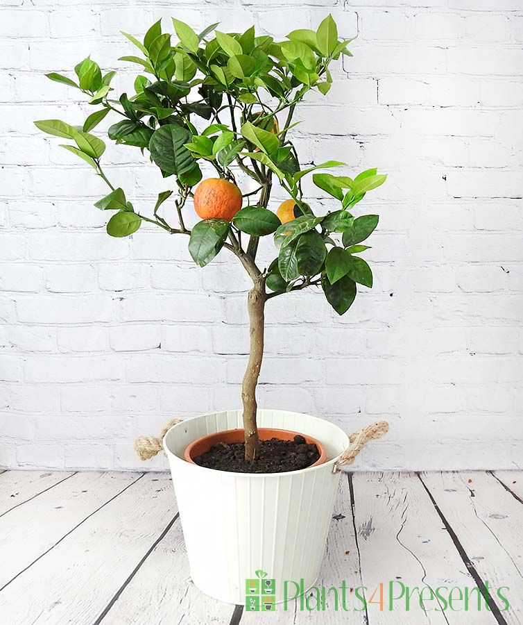 Arcobal Orange tree