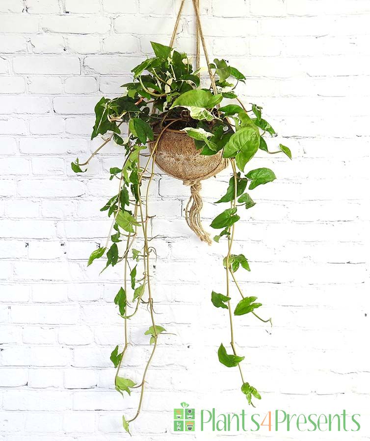 Arrowhead Vine in Kokedama hanging pot