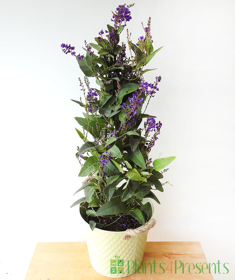 Australian Lilac         