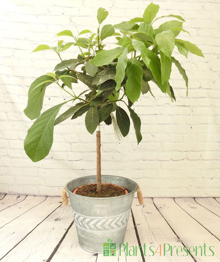 Avocado Plant