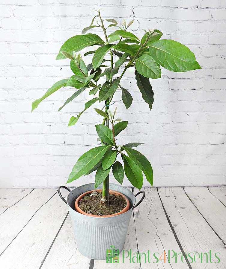 Grafted avocado plant