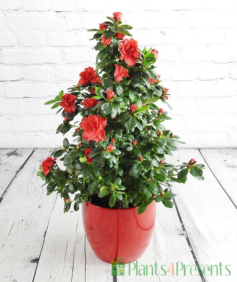 Red Festive azalea pyramid