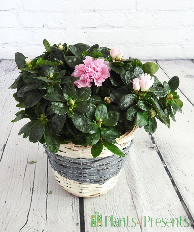 Pink Azalea in bud and bloom