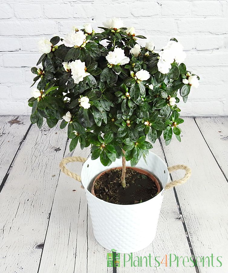 White Topiary Azalea starting with buds an blooms