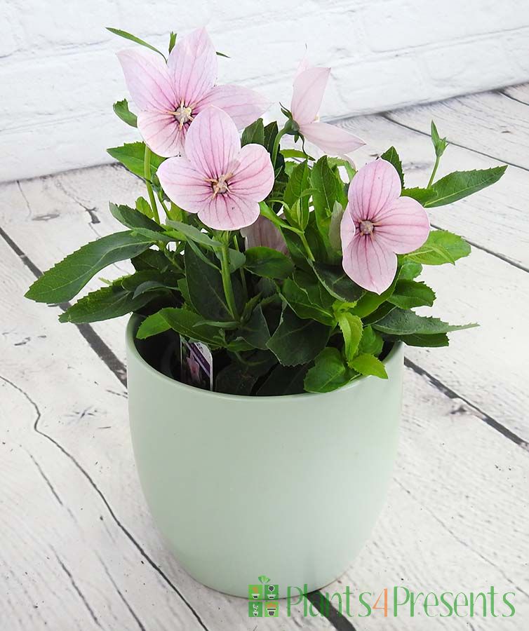 Pink Balloon flower