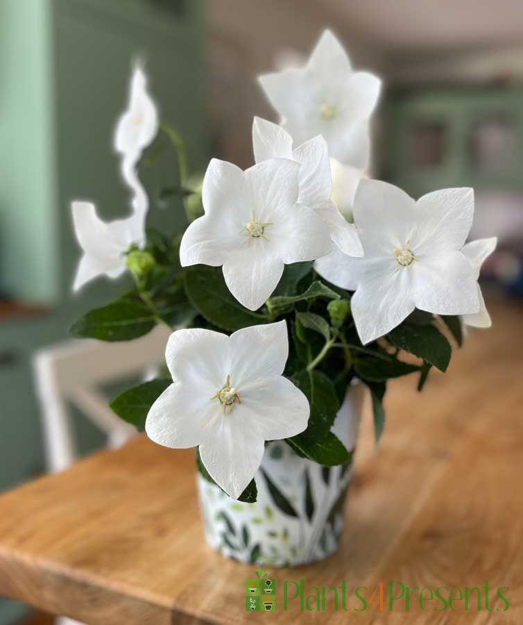 White Balloon Flower