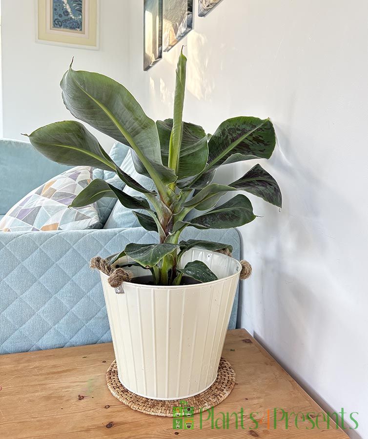 Musa cavendish banana