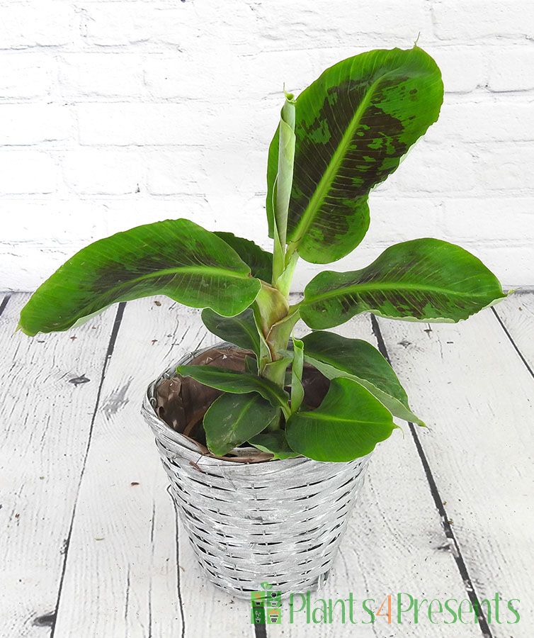 Dwarf Banana Plant in wicker basket