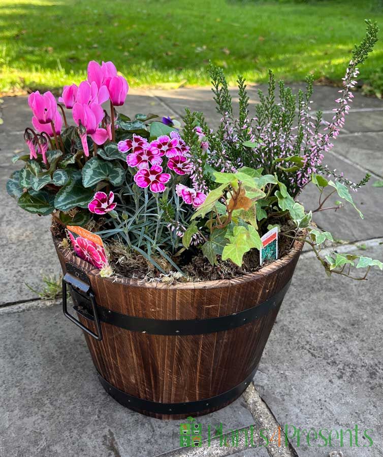 Barrel Planter           