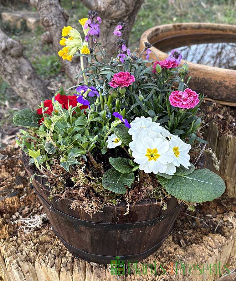 Barrel Planter