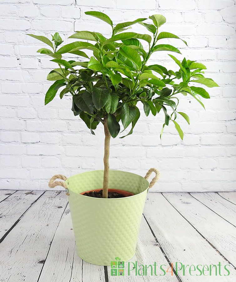 Bergamot Tree            