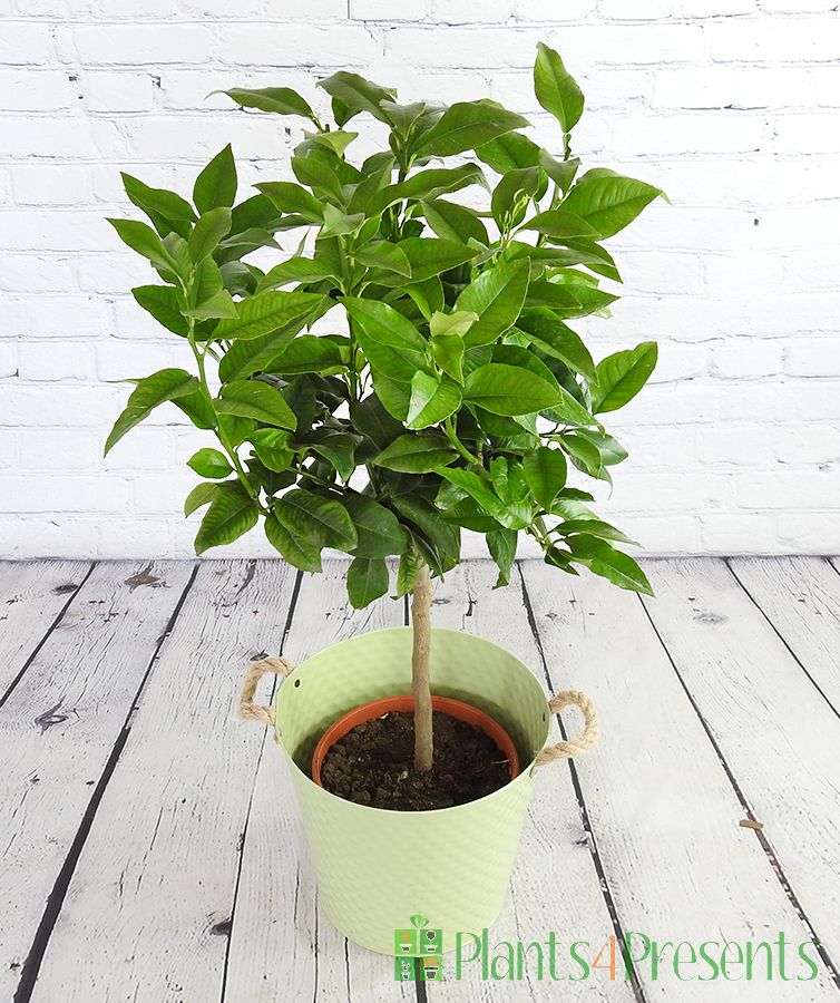 Bergamot Tree in Green Pail