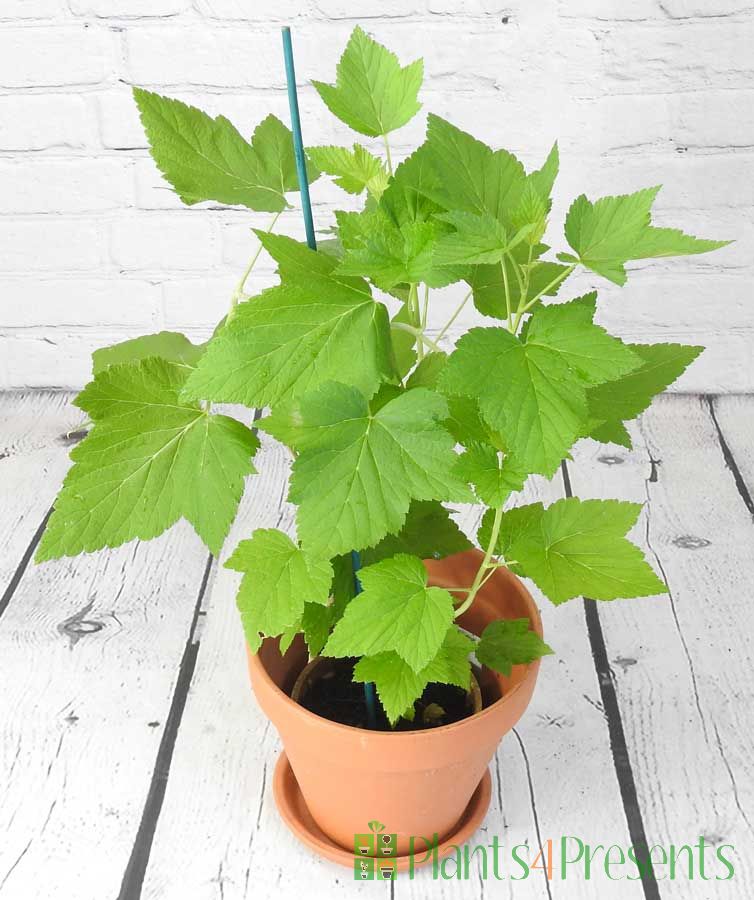 Blackcurrant bush early July
