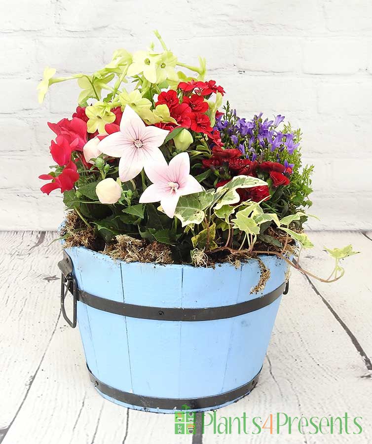 Blue Barrel Planter Summer