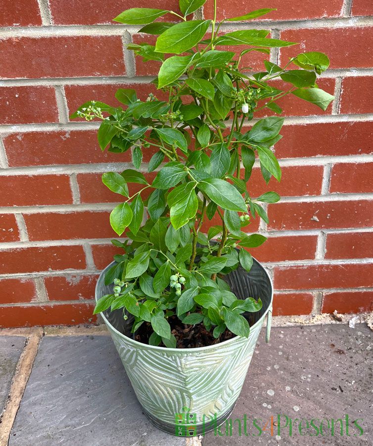 Blueberry Bush