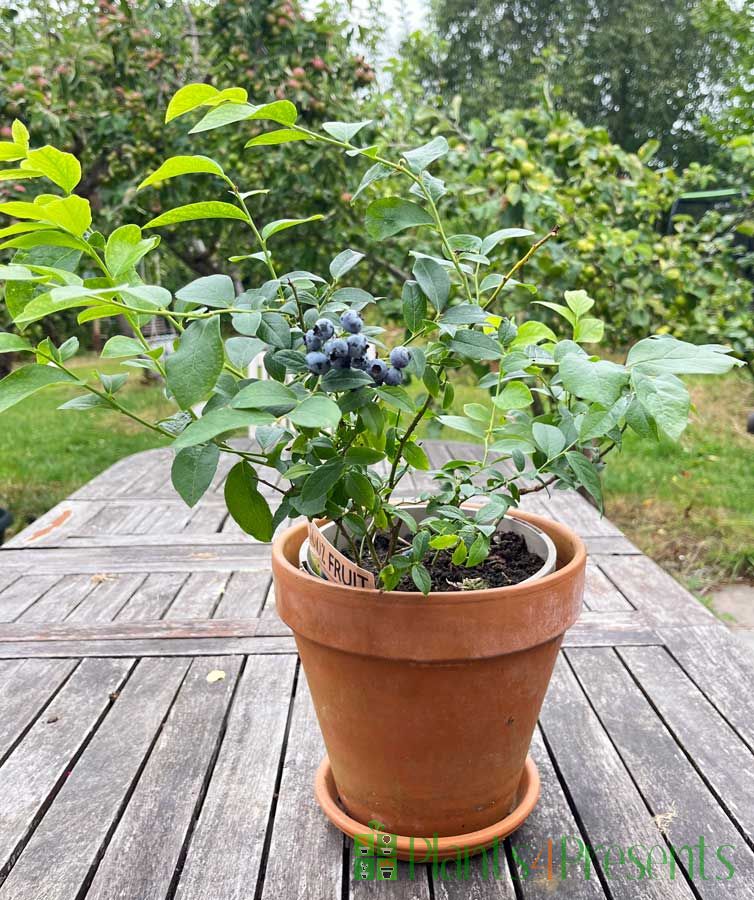 Blueberry bush in fruit July 2025