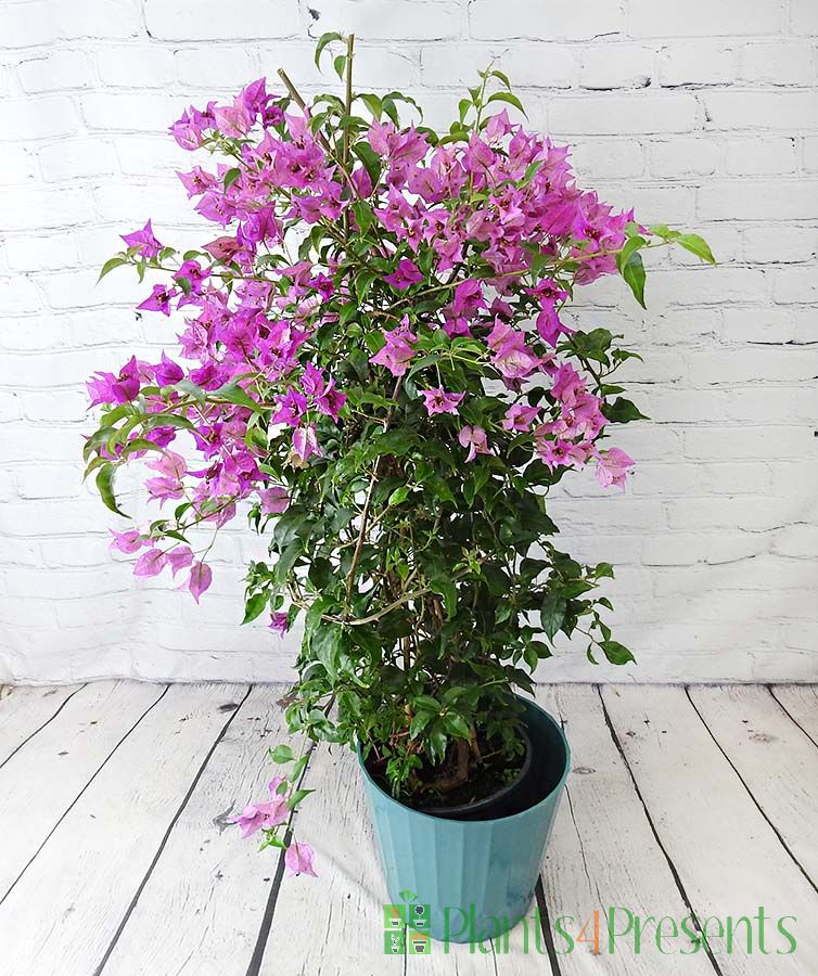 Giant Bougainvillea