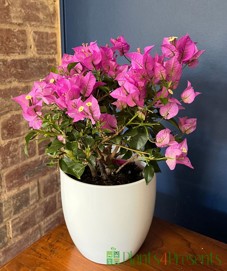 Bougainvillea Plants Next Day Delivery Available Plants4Presents Bougainvillea2025bluewallg