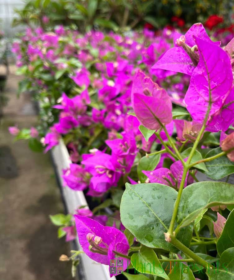 Bougainvillea bench