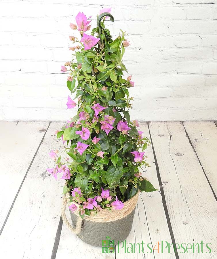 New Season Bougainvillea pyramid