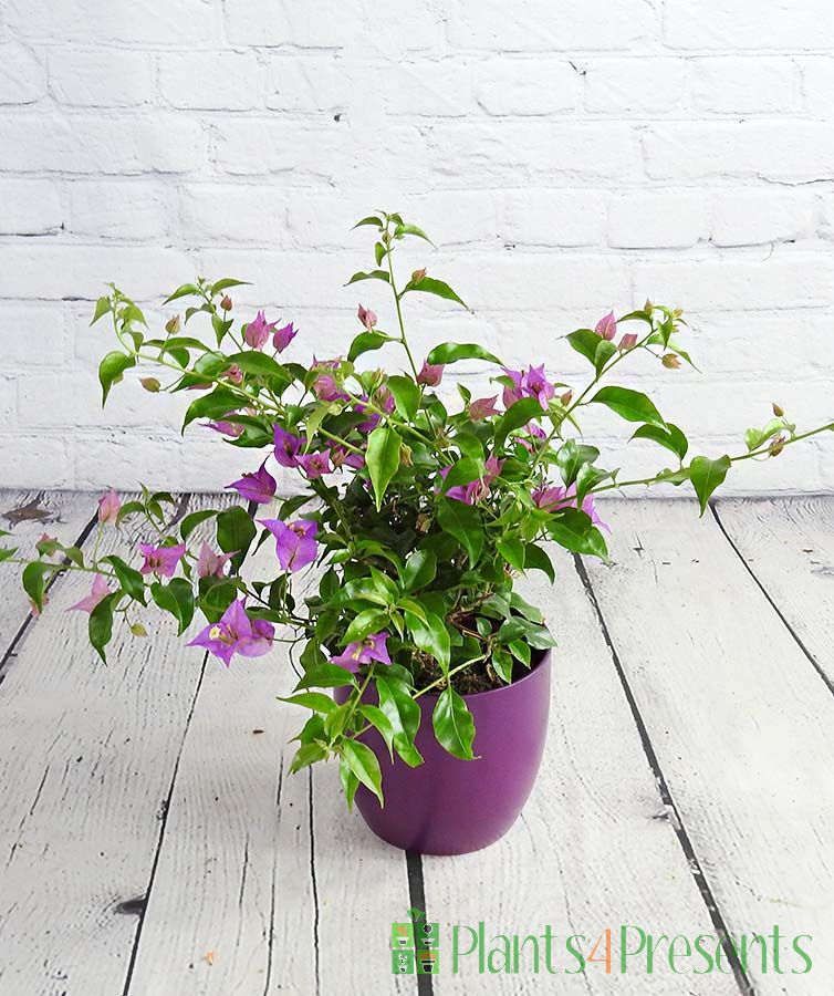 Bougainvillea bush with colourful bracts