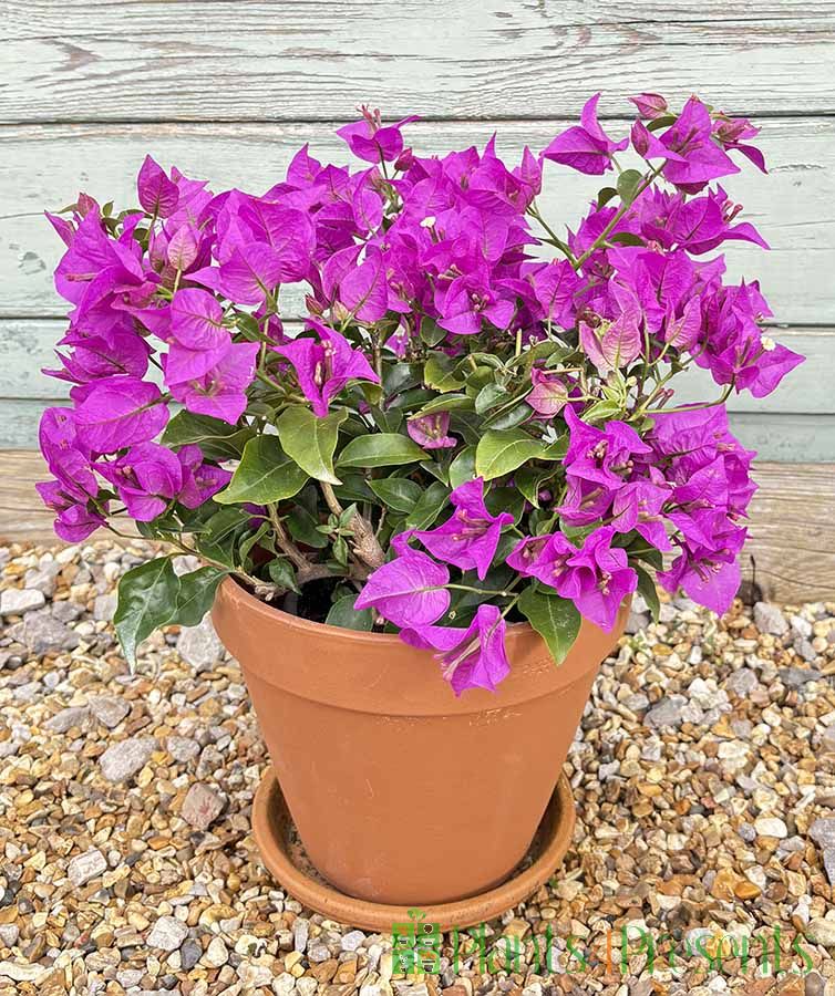 Bougainvillea Bush