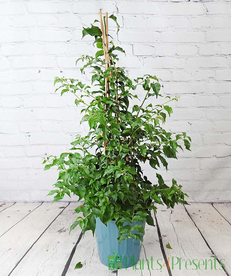 Large Bougainvillea